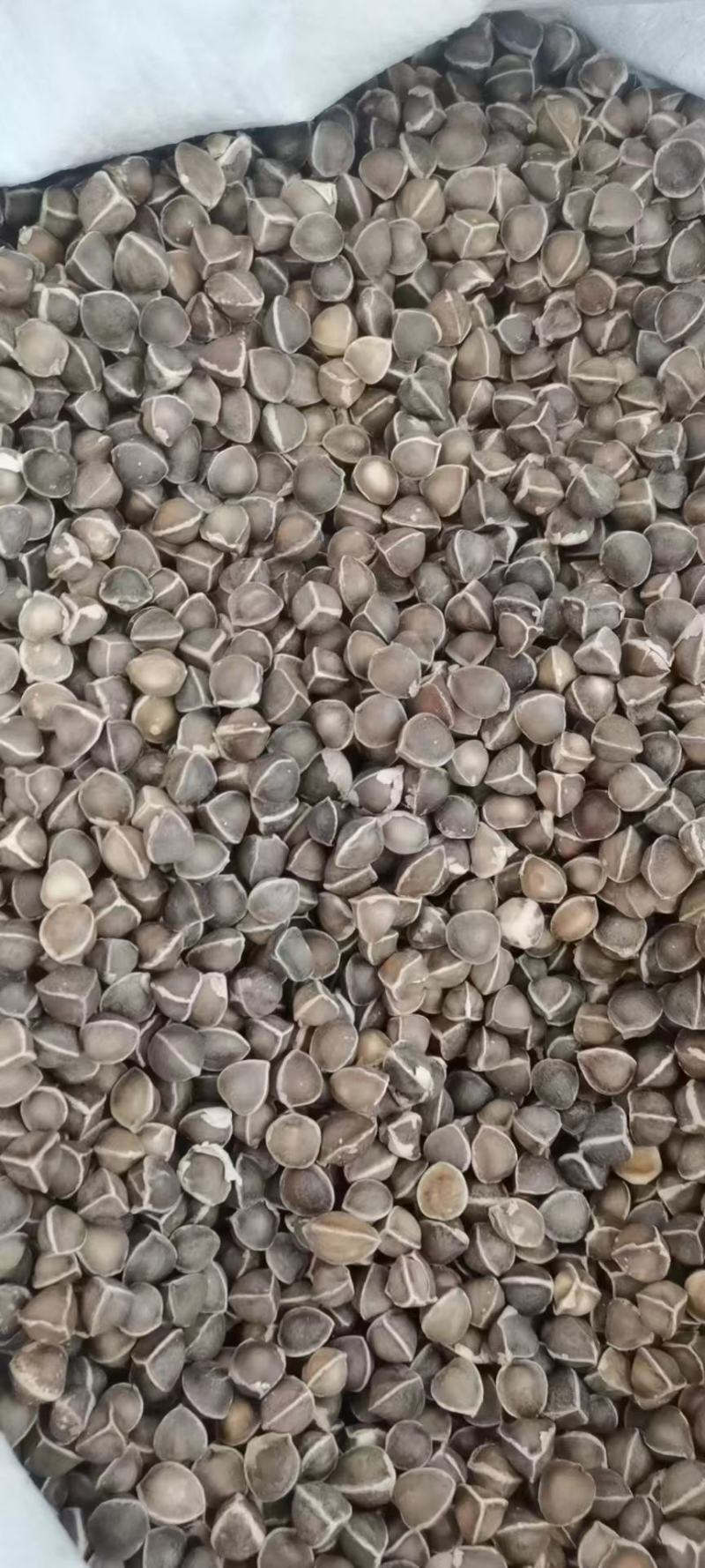 辣木籽批发零售干品可以一件代发量大从优常年供应