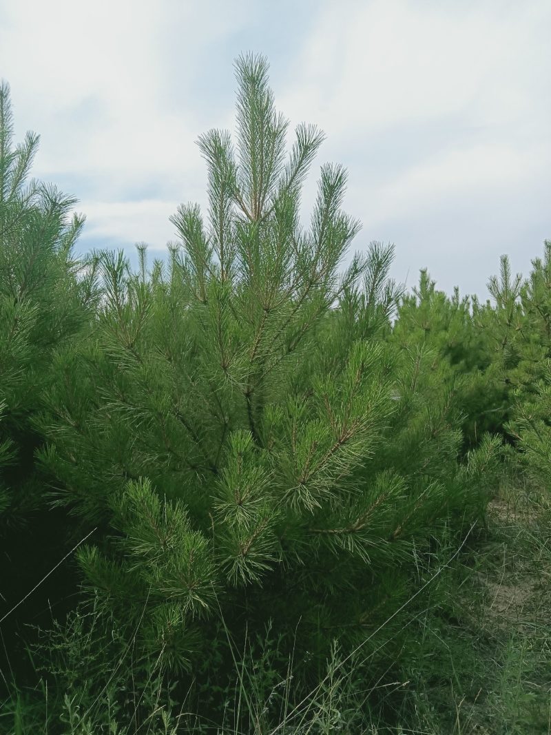 定植油松土球苗，1米到3.5米都有货