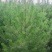 定植油松土球苗，1米到3.5米都有货
