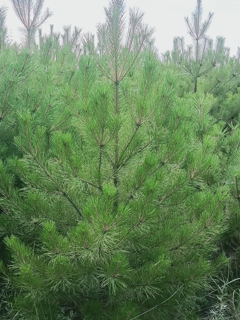 定植油松土球苗，1米到3.5米都有货