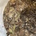 云南古树纯料白茶临沧产品白莺山老树特级高品质老白茶