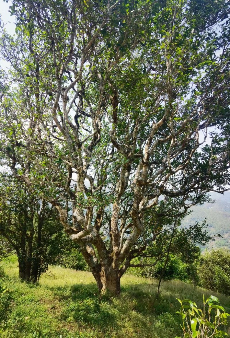 古树普洱熟茶发酵纯料200-300年茶树原生大叶种制茶