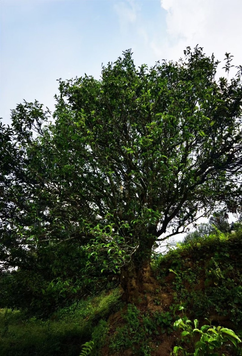 古树普洱熟茶发酵纯料200-300年茶树原生大叶种制茶