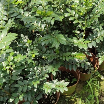 两年黑古茶紫檀苗