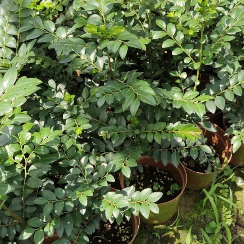 两年黑古茶紫檀苗