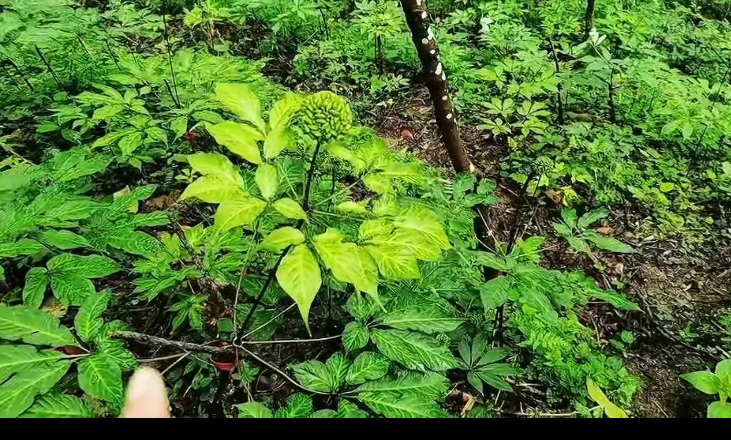 科学实验室中的花椒粉末显微镜图像,展示其细胞结构和颗粒形态 花椒显微结构图