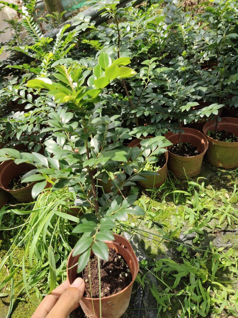 两年黑古茶紫檀苗