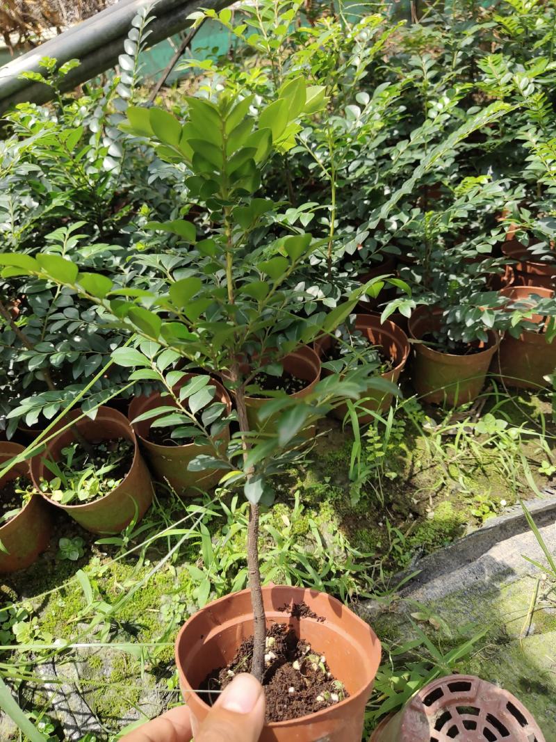 两年黑古茶紫檀苗
