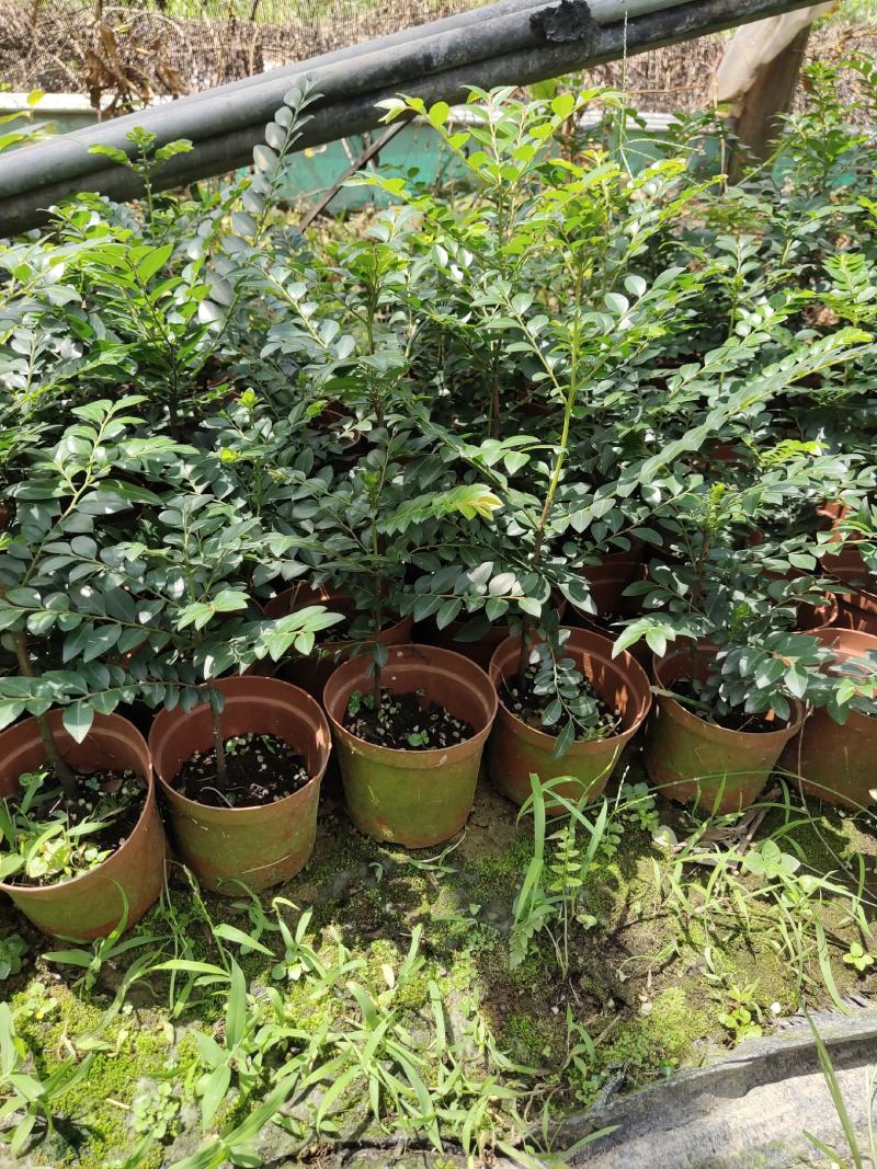 两年黑古茶紫檀苗