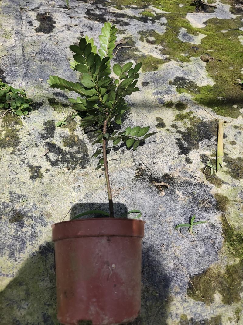 两年黑古茶紫檀苗
