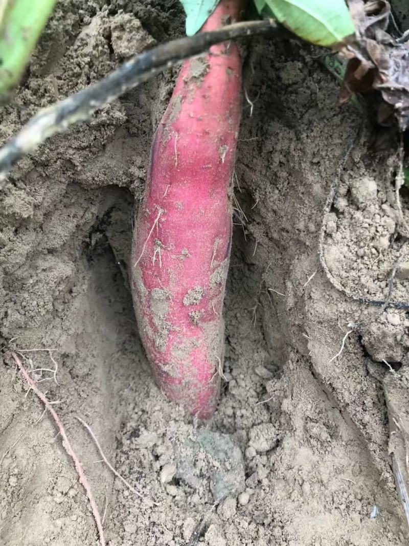 西瓜红大量有货，沙地货，支持电商，产地发货，