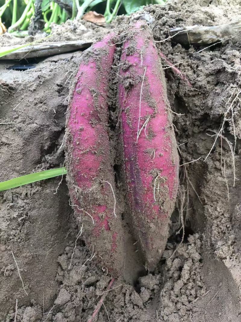 西瓜红大量有货，沙地货，支持电商，产地发货，