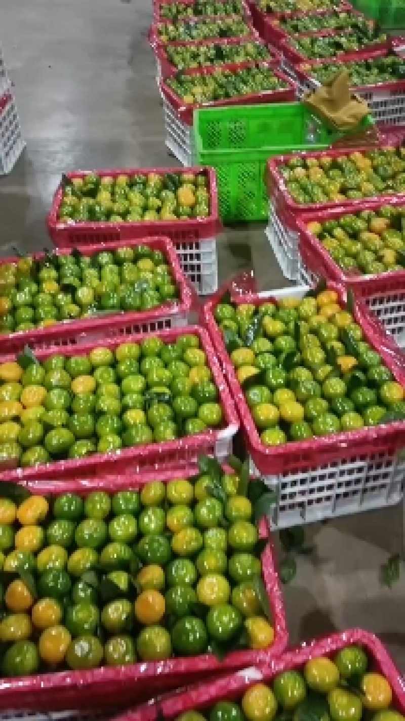 【特早蜜橘】果园现摘直发品质保障货源充足皮薄多汁