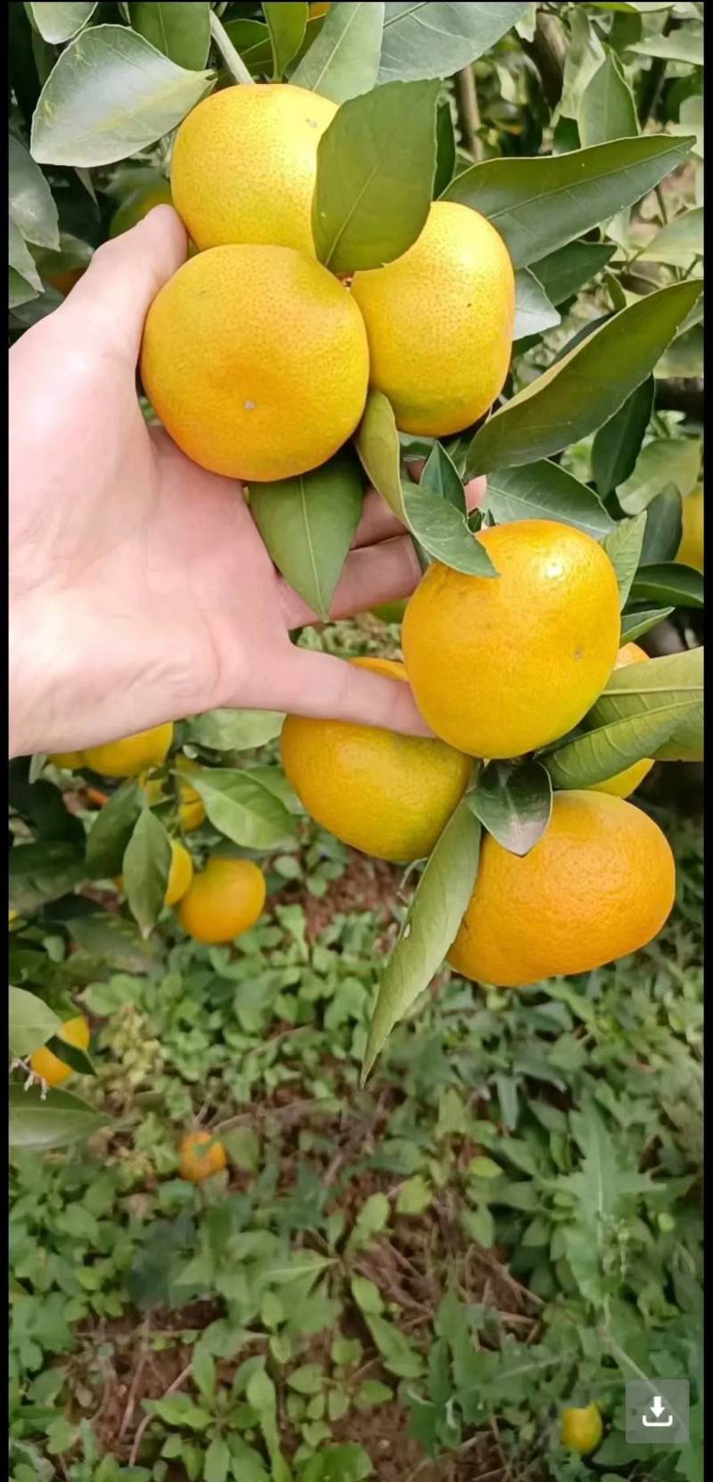 【特早蜜橘】果园现摘直发品质保障货源充足皮薄多汁