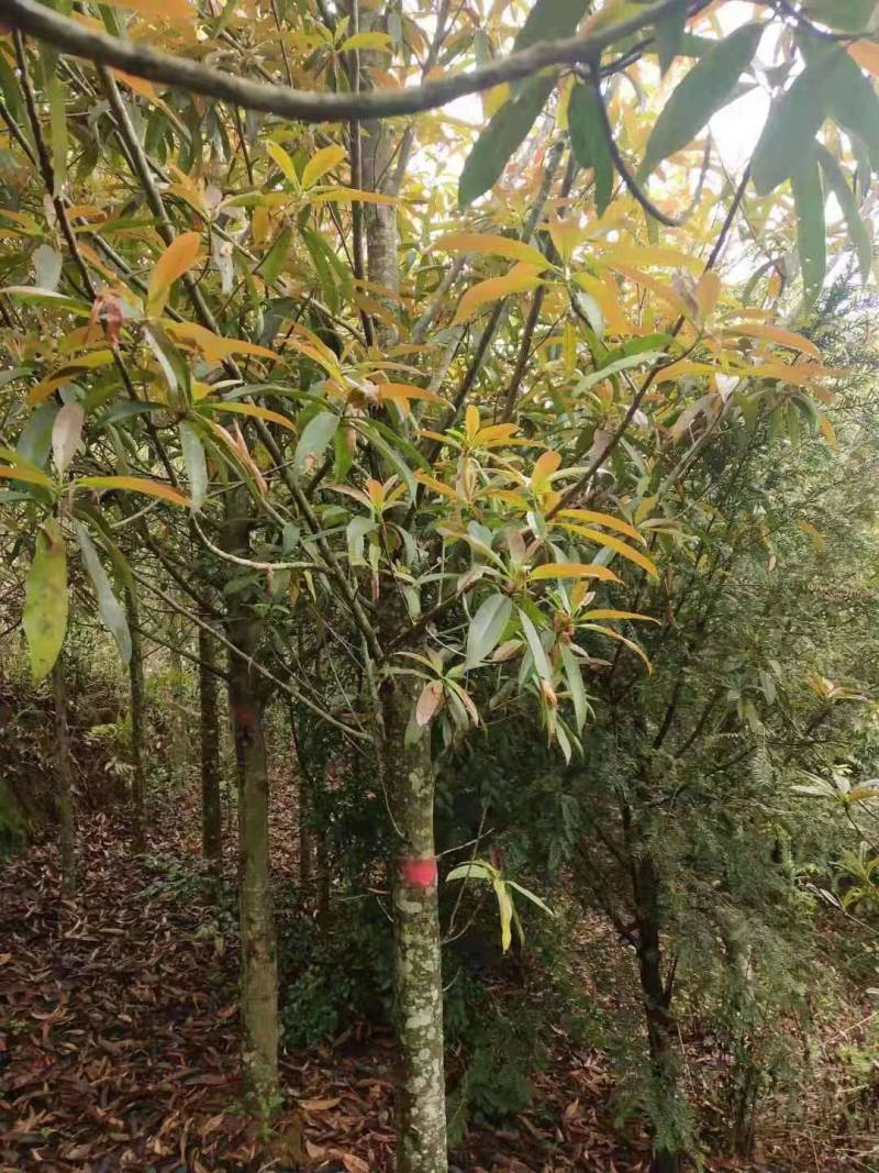 优货红花木莲熟苗（断根苗）及大田带土球生苗