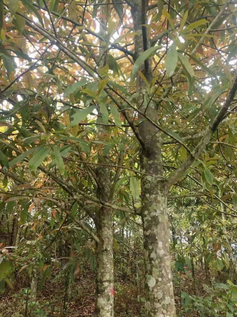 优货红花木莲熟苗（断根苗）及大田带土球生苗