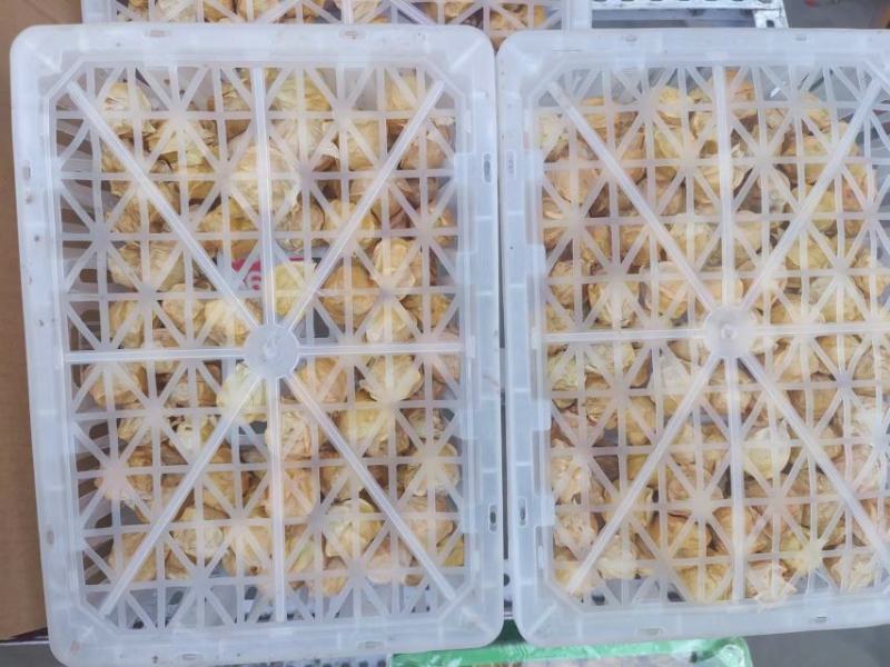 高碑店新发地-乐航商贸东北姑娘果(小白框)