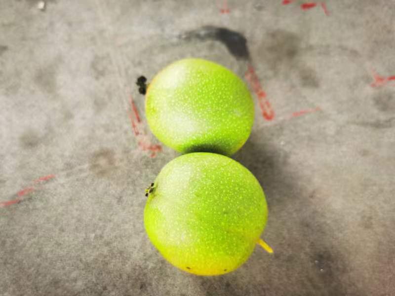 展示一个塑料桶中浸泡着青皮核桃,水中可见石灰粉末,核桃表面青皮开始软化 石灰水浸泡青皮核桃