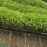育苗基质50L蔬菜瓜果草莓育苗林木通用型全国包邮
