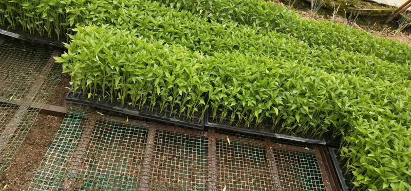 育苗基质50L蔬菜瓜果草莓育苗林木通用型全国包邮