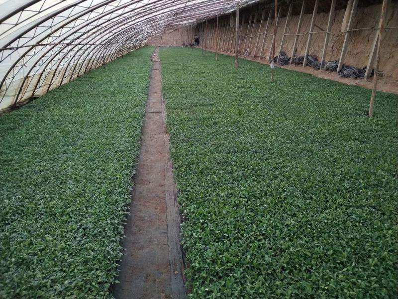 育苗基质50L蔬菜瓜果草莓育苗林木通用型全国包邮