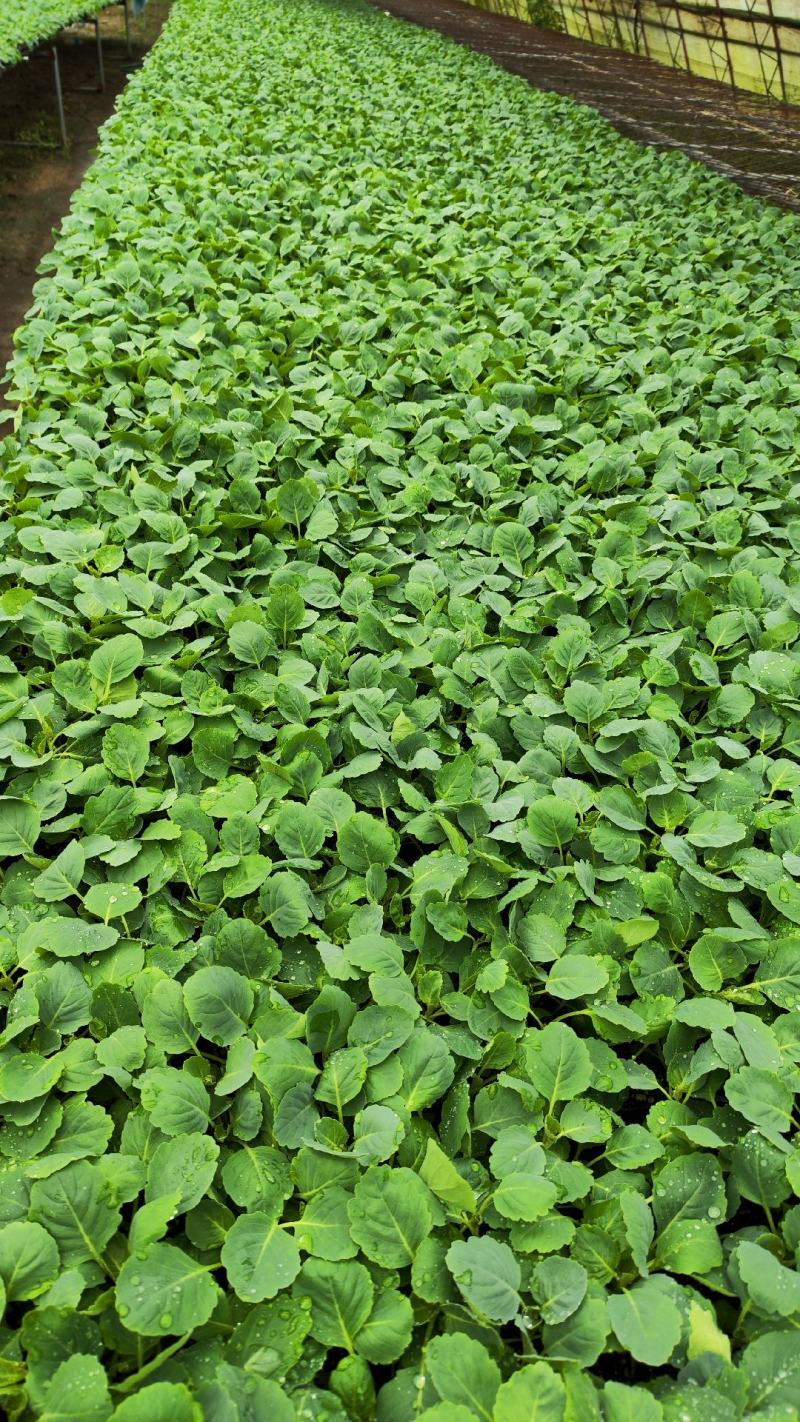 育苗基质50L蔬菜瓜果草莓育苗林木通用型全国包邮