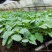 育苗基质50L蔬菜瓜果草莓育苗林木通用型全国包邮