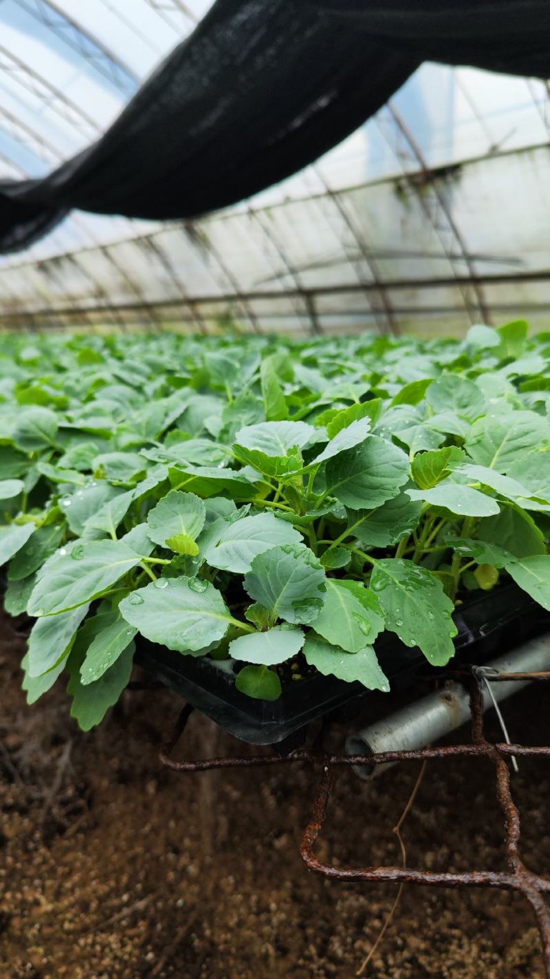 育苗基质50L蔬菜瓜果草莓育苗林木通用型全国包邮