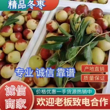 无棣冬枣拐一电商批发商理想的选择，合作共赢