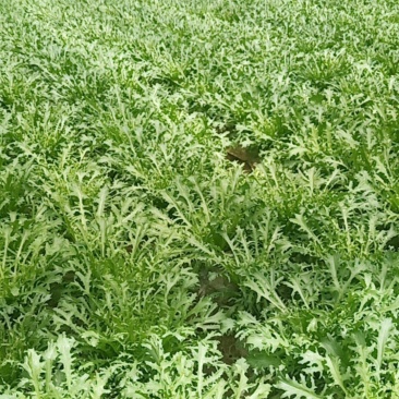 沈阳新民的叶菜类生菜苦菊油麦菜