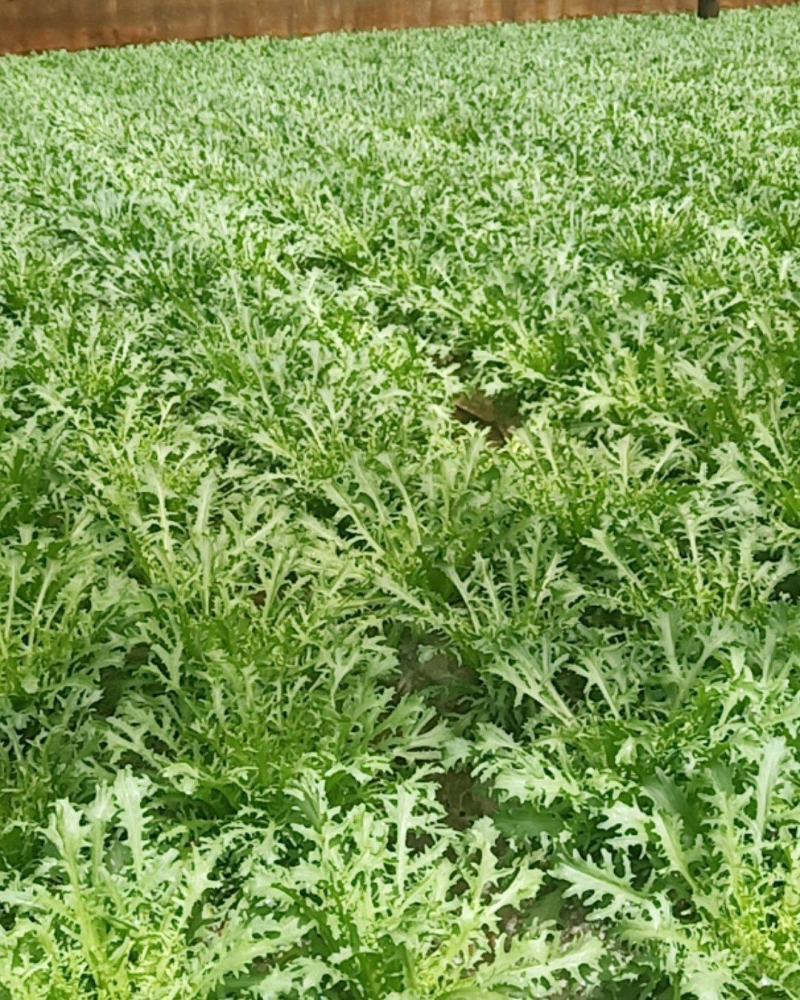 沈阳新民的叶菜类生菜苦菊油麦菜