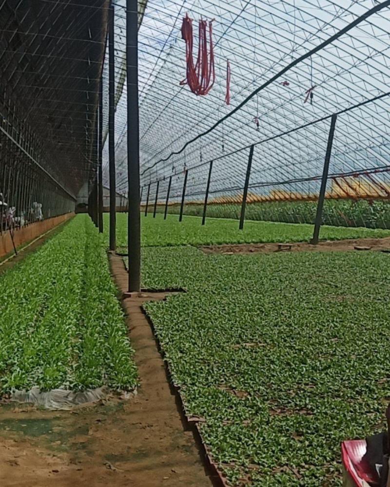 沈阳新民的叶菜类生菜苦菊油麦菜