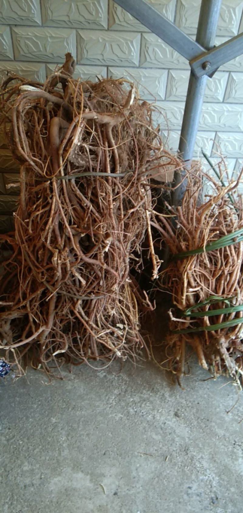 阳山野生五指毛桃干货，纯÷野生，味道清香圆片切片干货