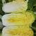 春秋玲珑凰耐抽苔耐高温圆头娃娃菜种子黄心白菜种子产量高