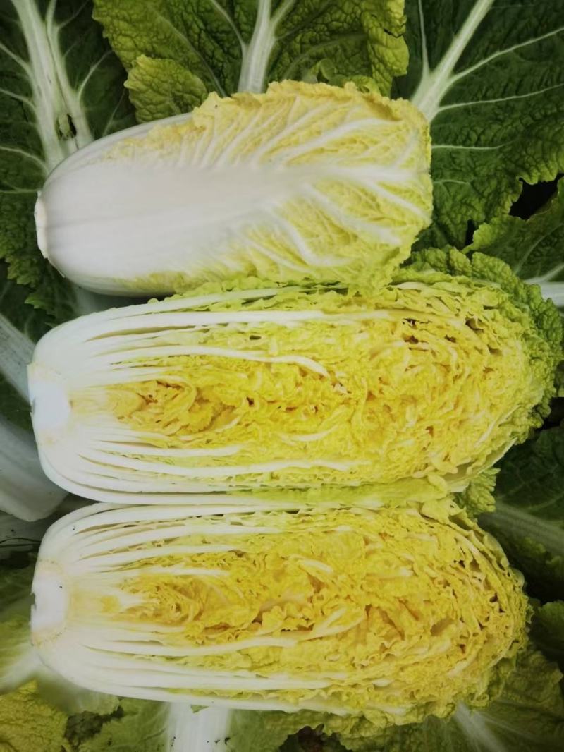 春秋玲珑凰耐抽苔耐高温圆头娃娃菜种子黄心白菜种子产量高