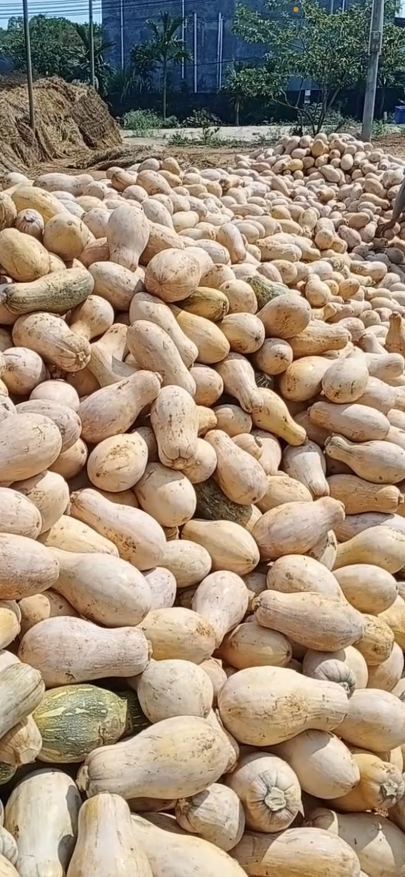 供应贵州山地小南瓜，电商南瓜，发种回收一手货源，质量保证