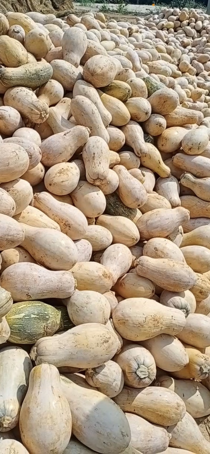 供应贵州山地小南瓜，电商南瓜，发种回收一手货源，质量保证
