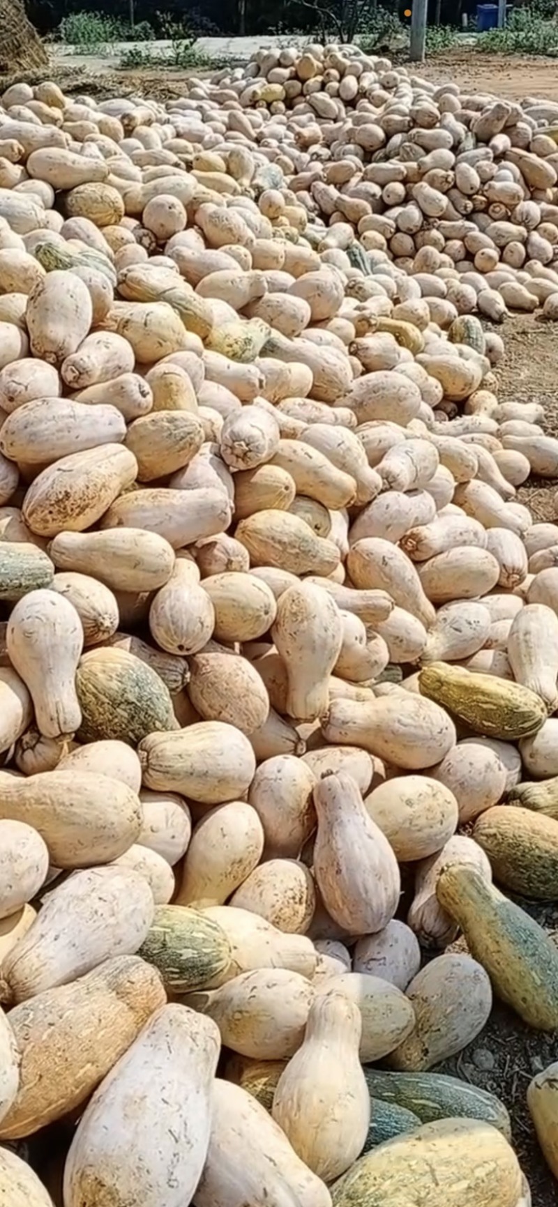 供应贵州山地小南瓜，电商南瓜，发种回收一手货源，质量保证