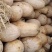 供应贵州山地小南瓜，电商南瓜，发种回收一手货源，质量保证