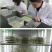 田菁种子涝豆田菁田菁种子果园固氮绿肥改良土壤道路护坡籽
