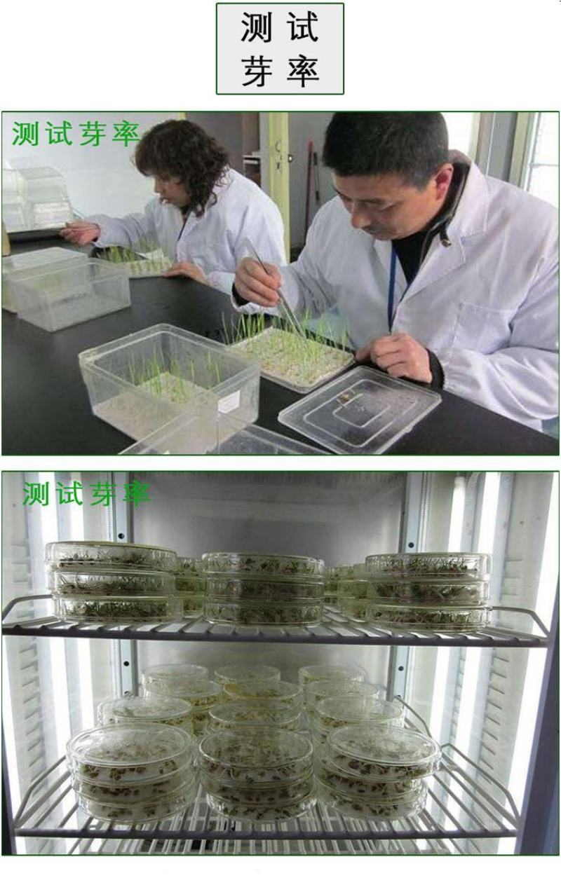 田菁种子涝豆田菁田菁种子果园固氮绿肥改良土壤道路护坡籽