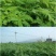 田菁种子涝豆田菁田菁种子果园固氮绿肥改良土壤道路护坡籽