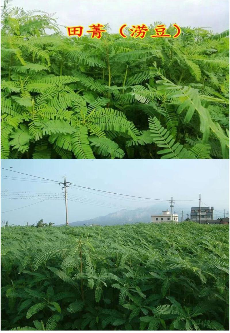 田菁种子涝豆田菁田菁种子果园固氮绿肥改良土壤道路护坡籽