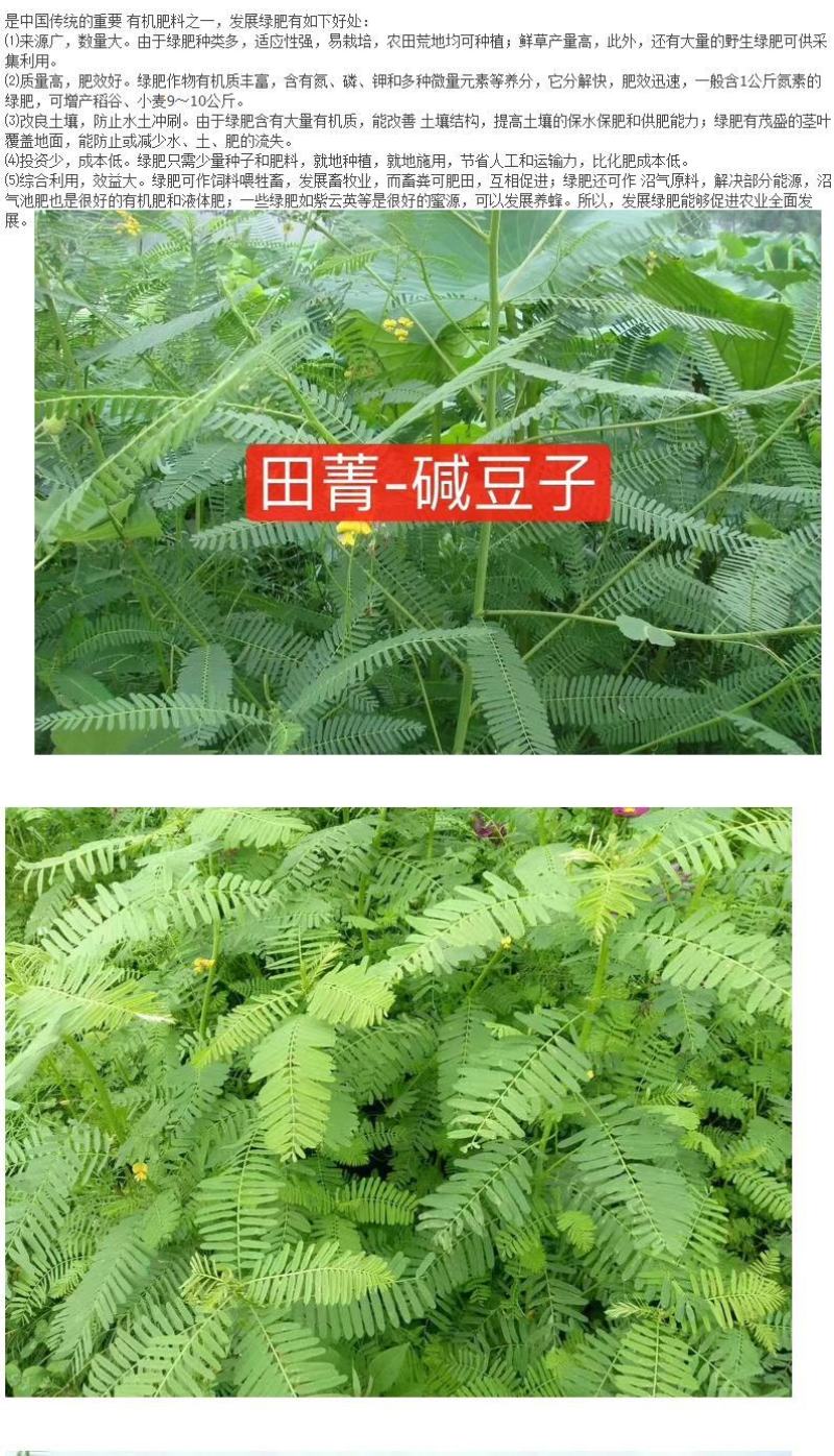 田菁种子涝豆田菁田菁种子果园固氮绿肥改良土壤道路护坡籽