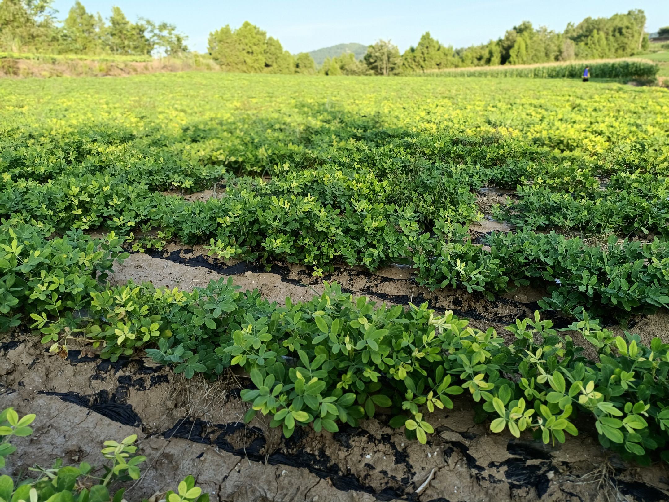 花生田间生长全景图