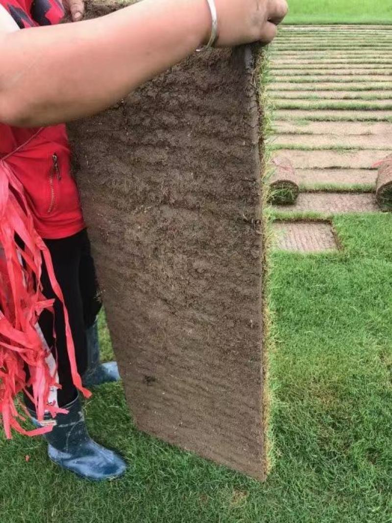草坪草皮苗木绿植