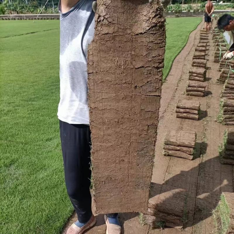 草坪草皮苗木绿植