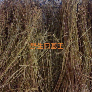 田基黄野生田基黄药材量大从优。