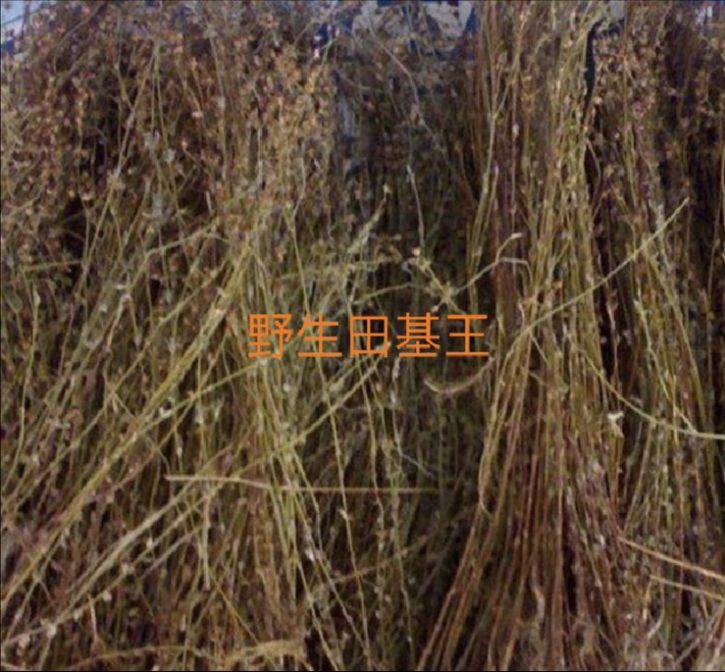 田基黄野生田基黄药材量大从优。
