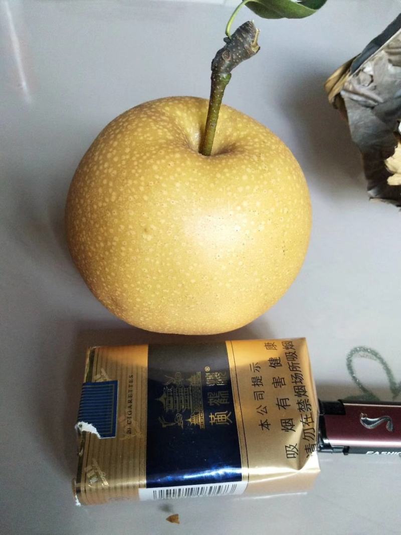 几百亩秋月梨以上市